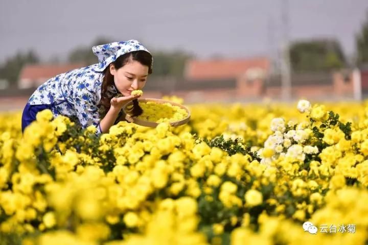 云臺冰菊基地發(fā)生了什么？一批批領(lǐng)導(dǎo)專家團(tuán)隊(duì)前來！
