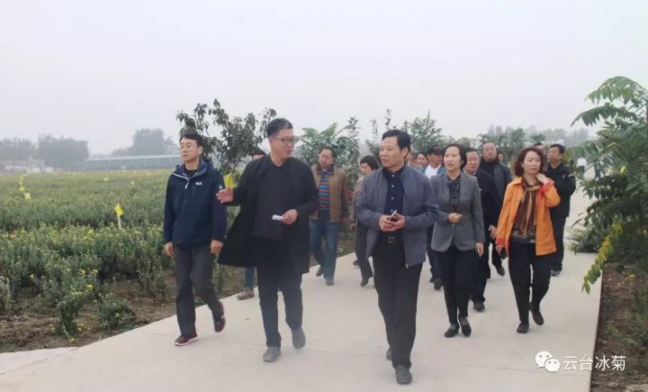 云臺冰菊基地發(fā)生了什么？一批批領(lǐng)導(dǎo)專家團(tuán)隊前來！